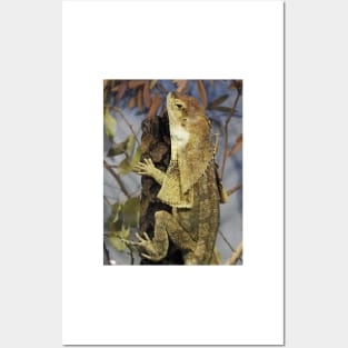 Frilled-neck Lizard Posters and Art